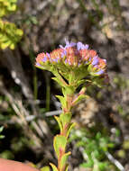 Image of Pseudoselago serrata (P. J. Bergius) O. M. Hilliard