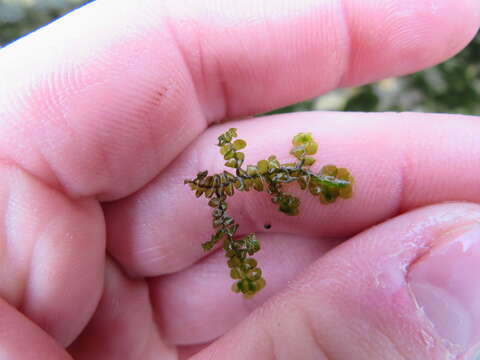 Image of Porella pinnata L.