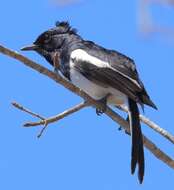 Image of Madagascan Magpie-Robin