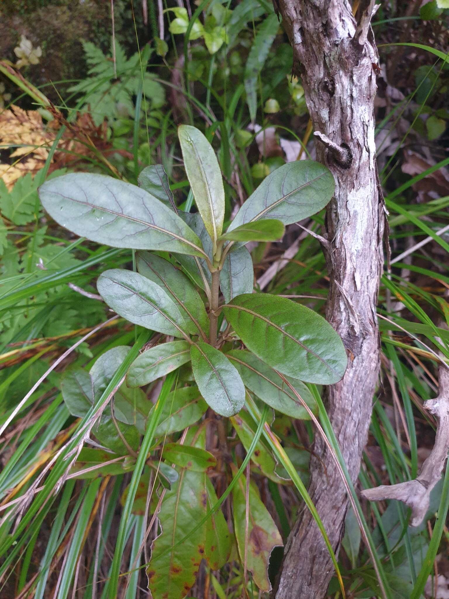 Imagem de Coprosma dodonaeifolia W. R. B. Oliv.