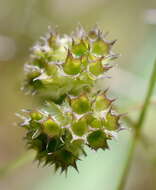 Imagem de Valerianella coronata (L.) DC.