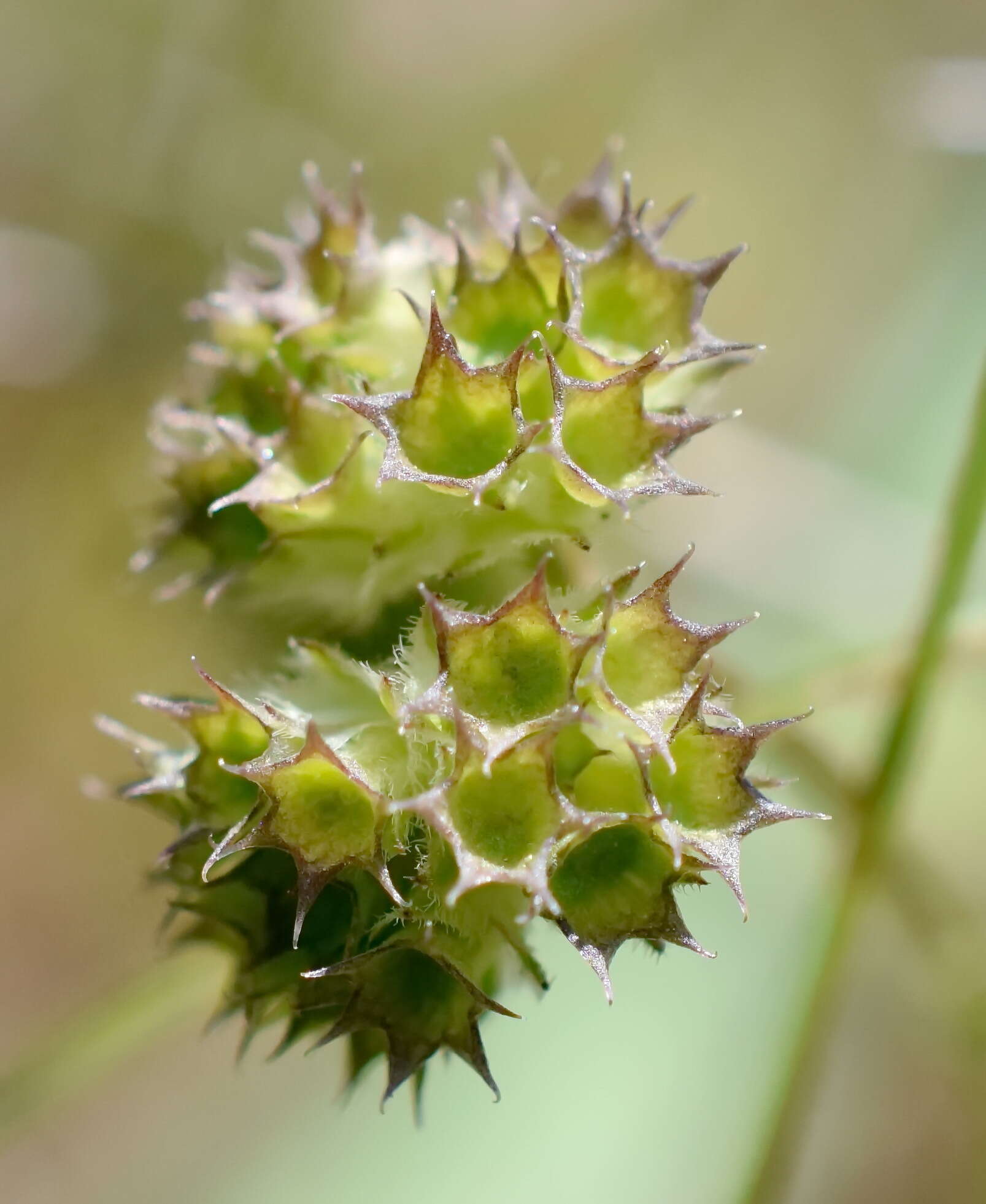 Image of Valerianella coronata (L.) DC.