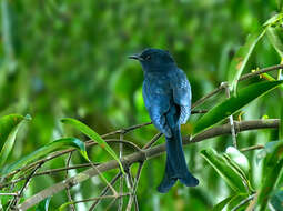 Image of Fork-tailed Drongo-Cuckoo