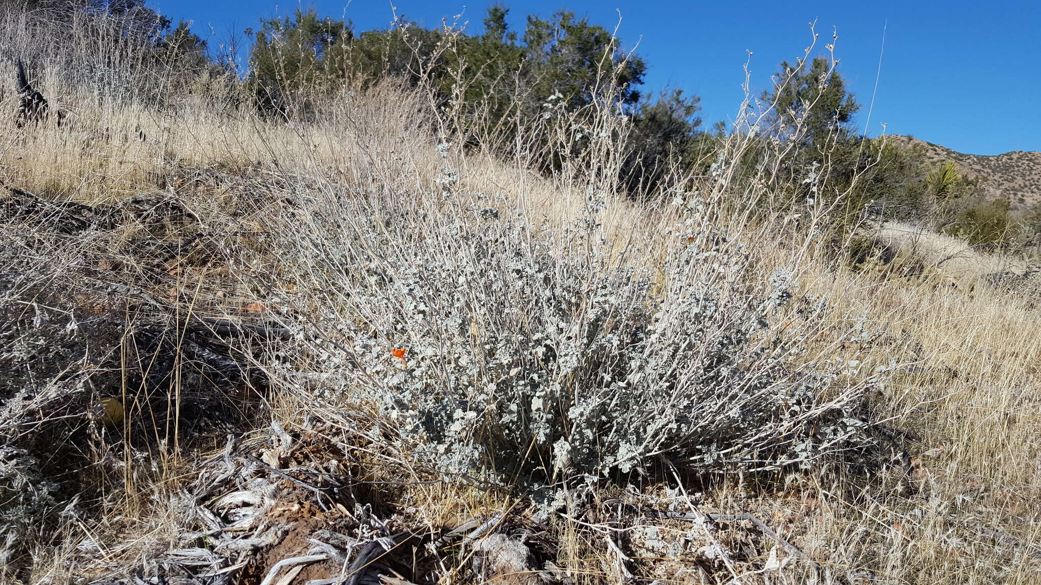 Image of desert globemallow