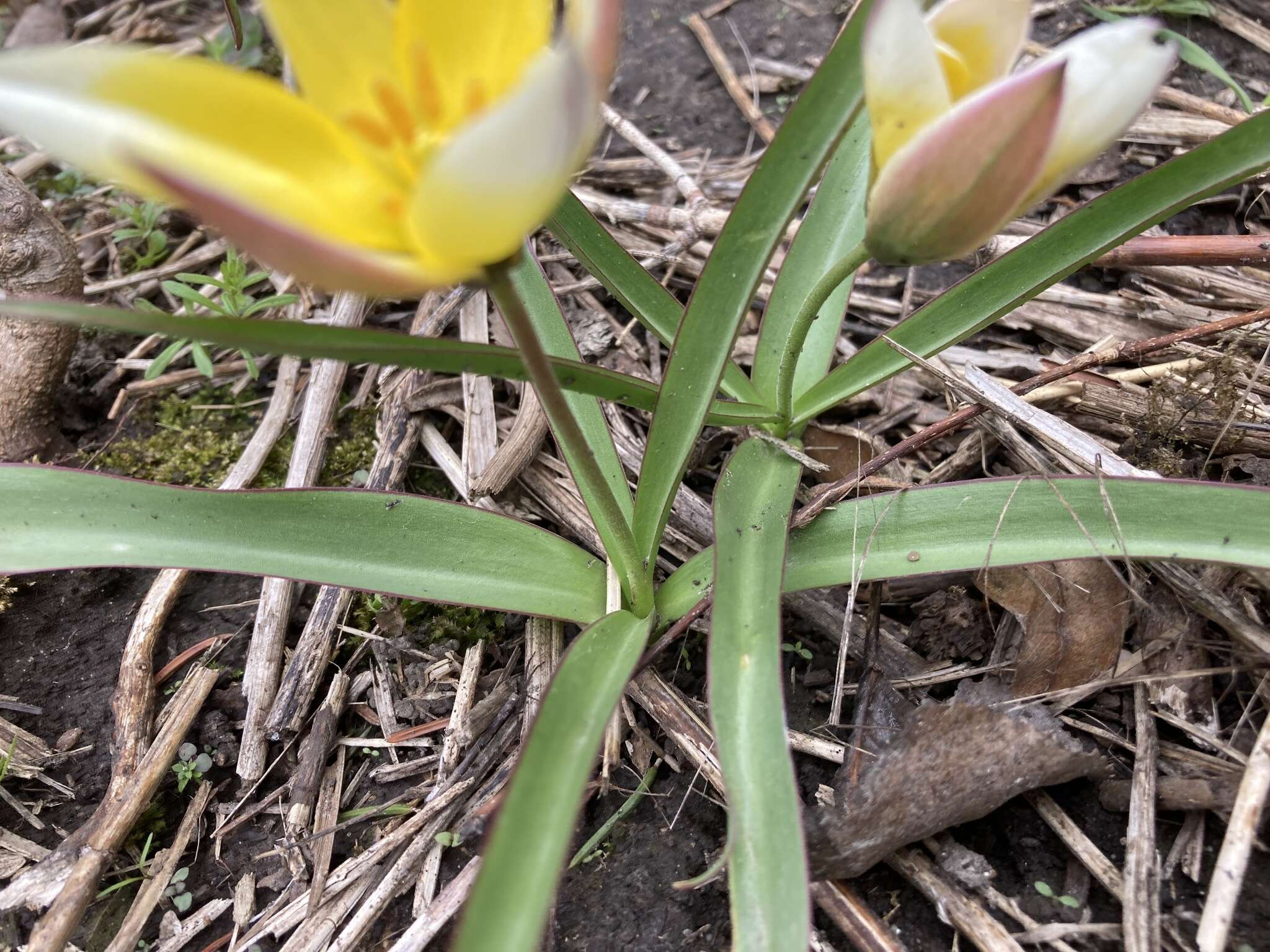 Image of Tulipa urumiensis Stapf