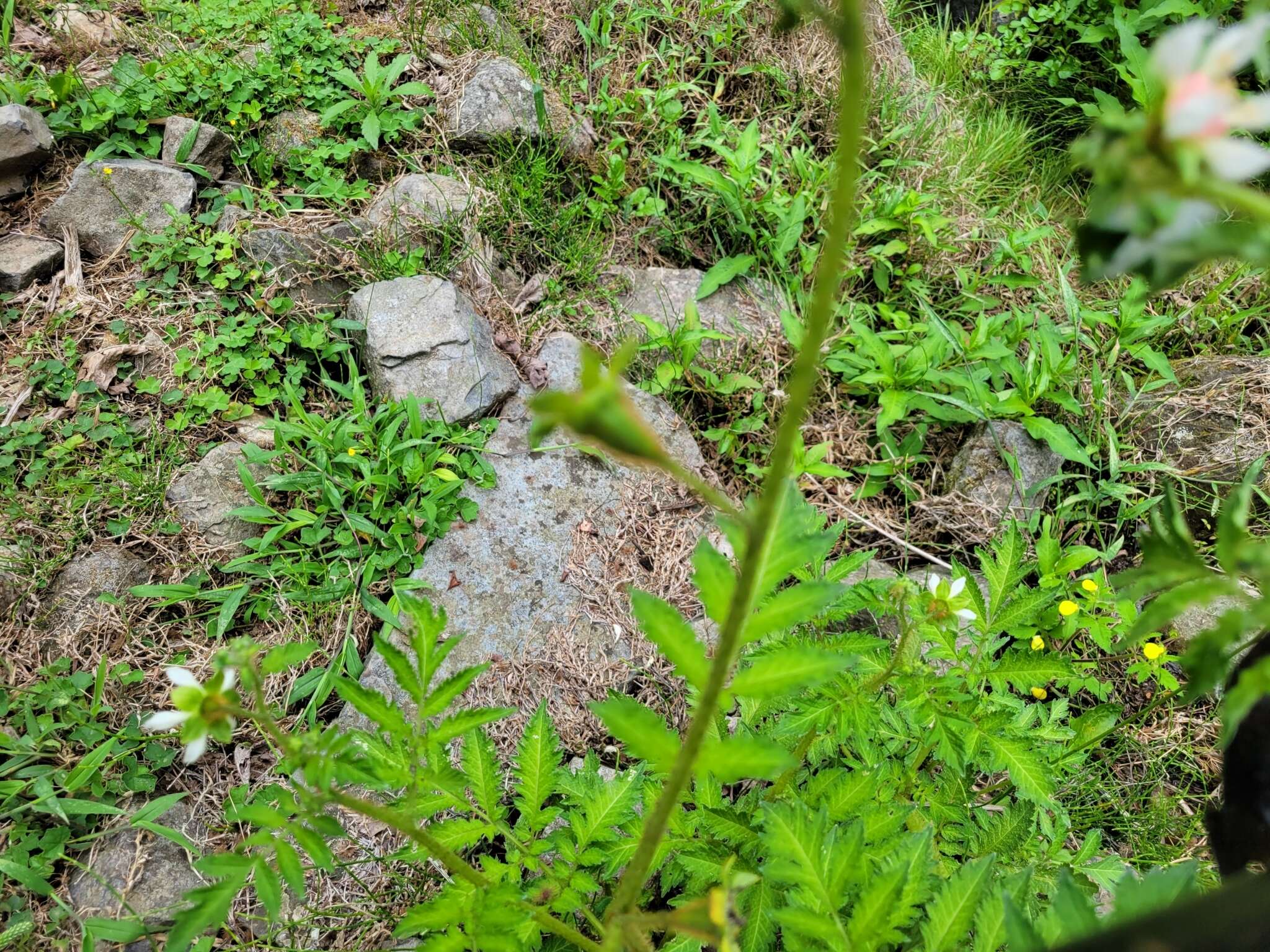 Image of Nasa triphylla subsp. rudis (Benth.) Weigend