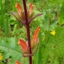 Image of Lamourouxia macrantha M. Mart. & Gal.