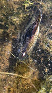 Image of Featherfin squeaker