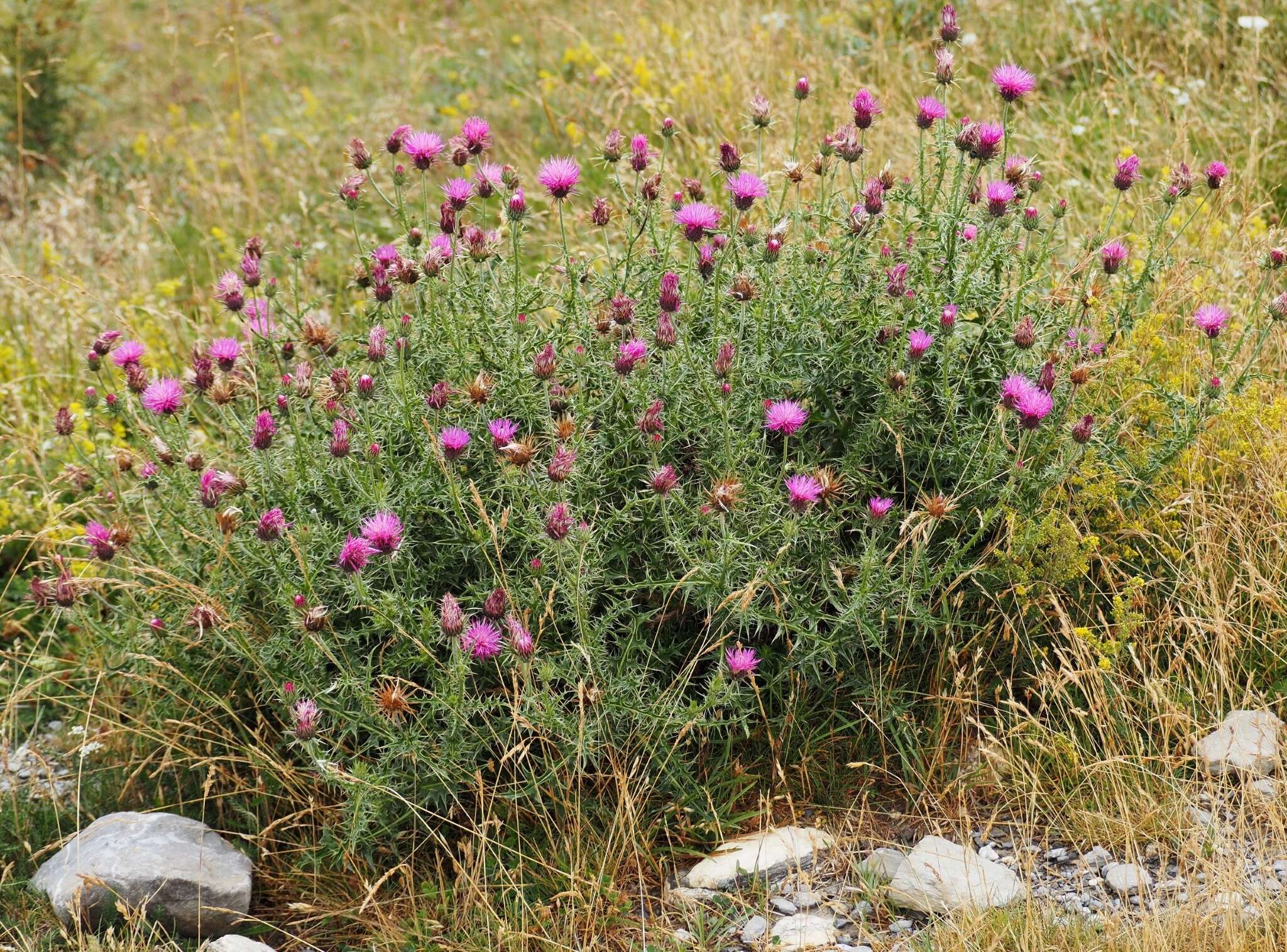 Plancia ëd Carduus carlinifolius Lam.