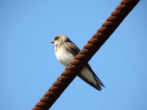 Image of Pale Martin