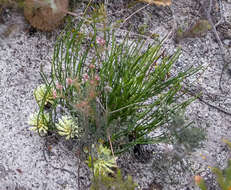 Image of Petrophile prostrata Rye & Hislop