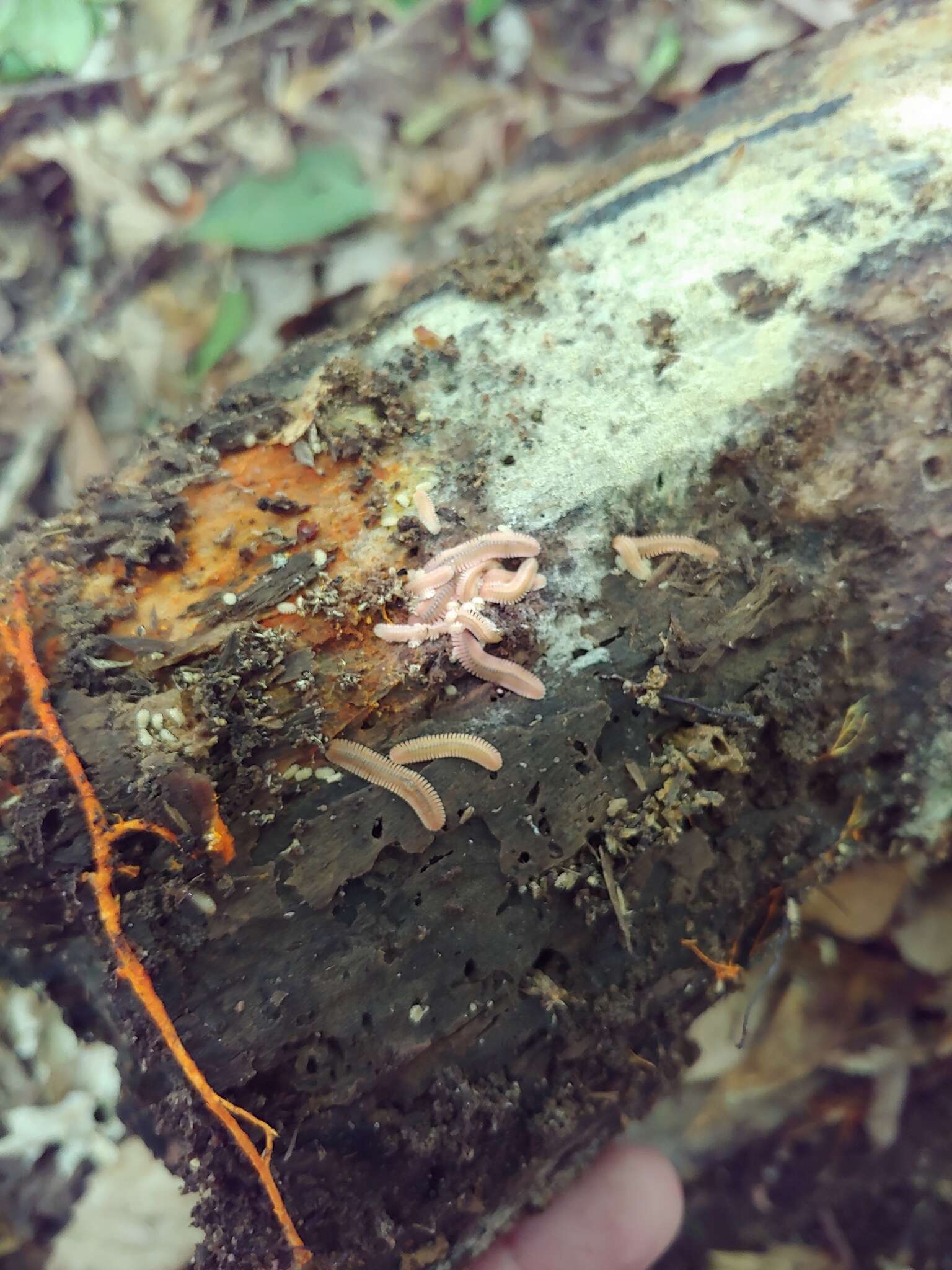 Image of Brachycybe lecontii Wood 1864