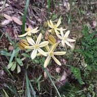 Sivun Triteleia ixioides subsp. scabra (Greene) L. W. Lenz kuva