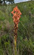 Image of Disa robusta N. E. Br.