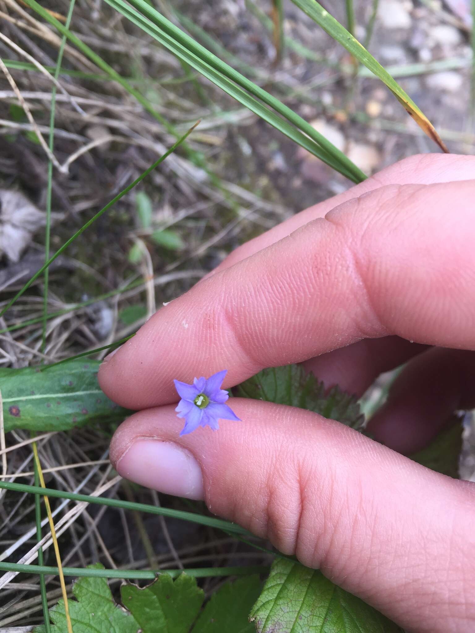 Plancia ëd Gentiana prostrata Haenke