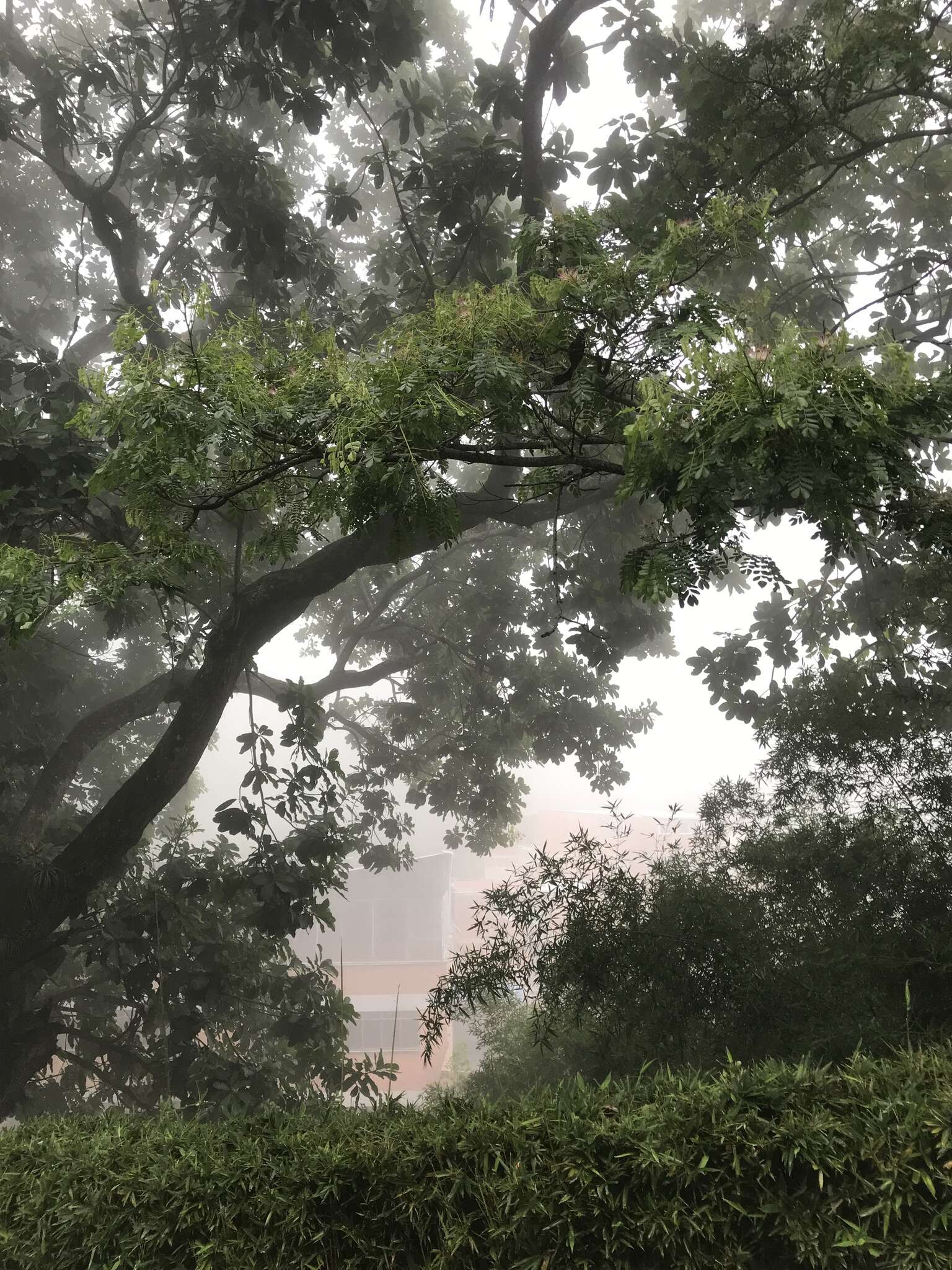 Image of Rain tree