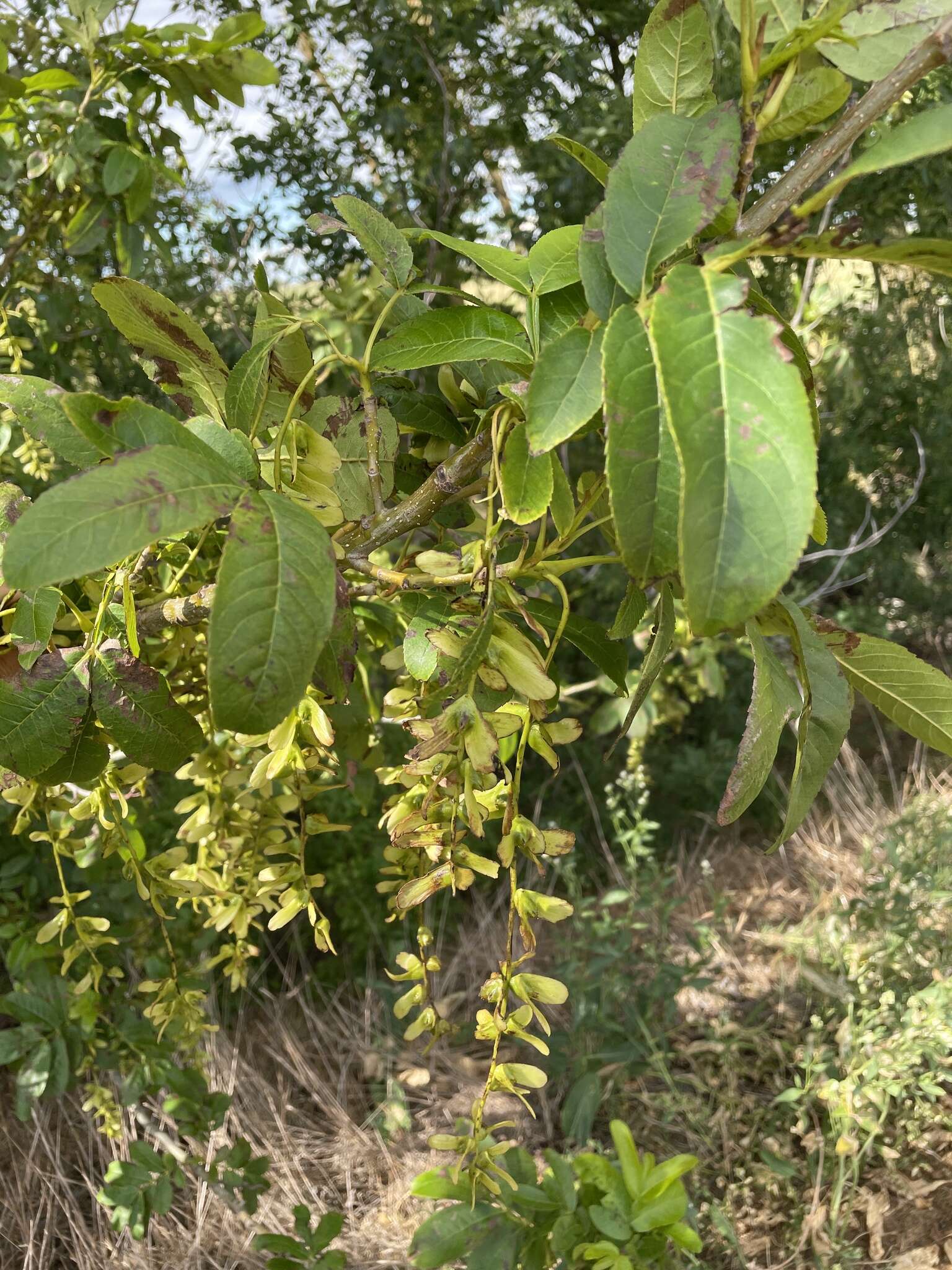 Слика од Pterocarya stenoptera C. DC.