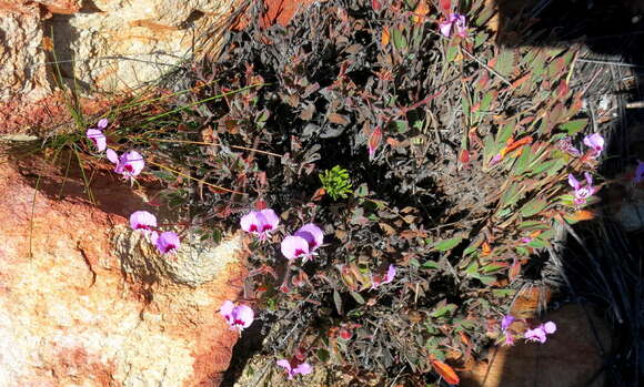 Imagem de Pelargonium ovale subsp. veronicifolium (Eckl. & Zeyh.) L. Hugo