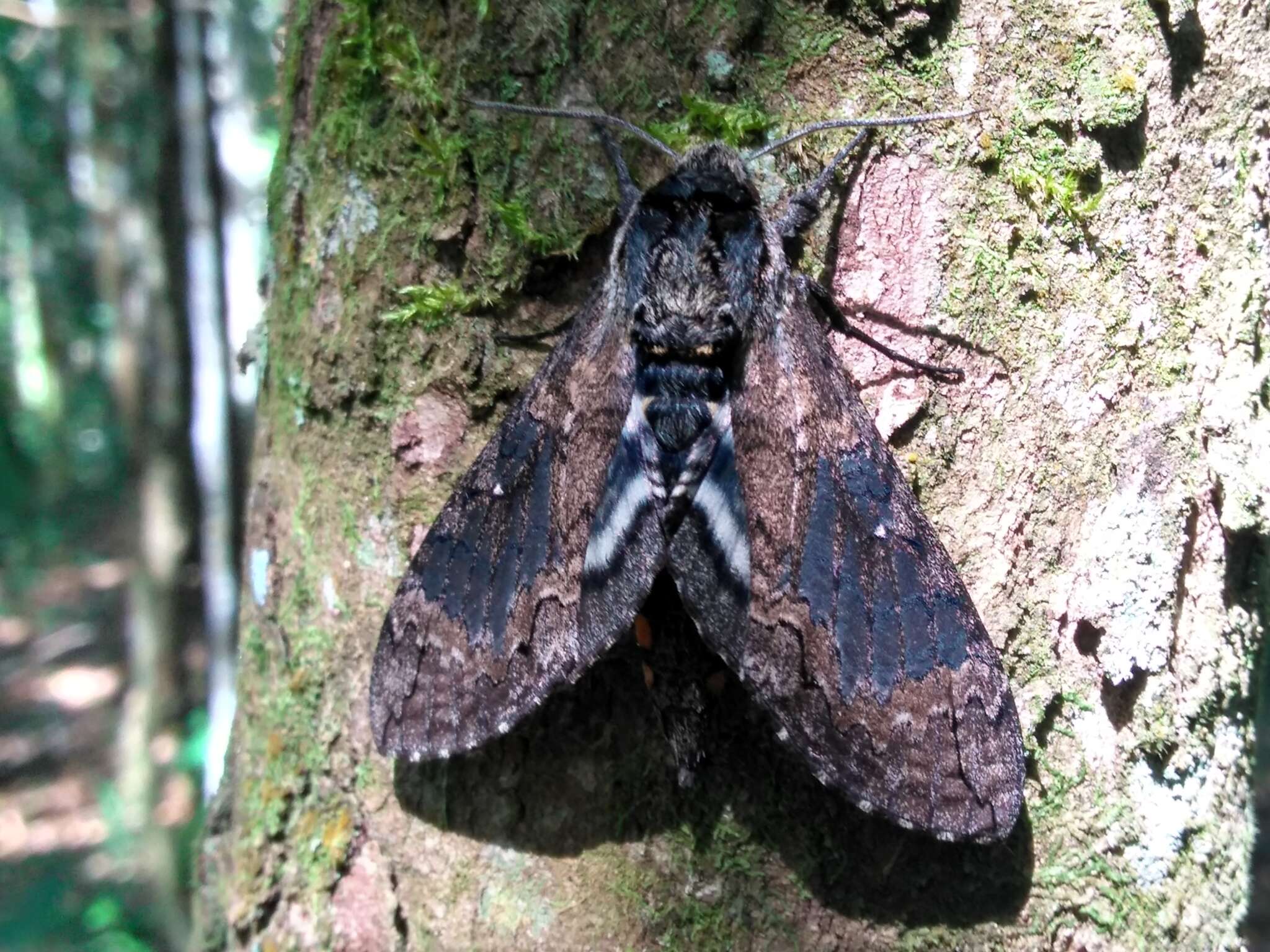 Image of Manduca contracta (Butler 1875)