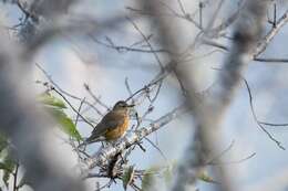 Image of Turdus chrysolaus chrysolaus Temminck 1832