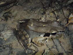 Image of Siam Frog; Black-eared Frog