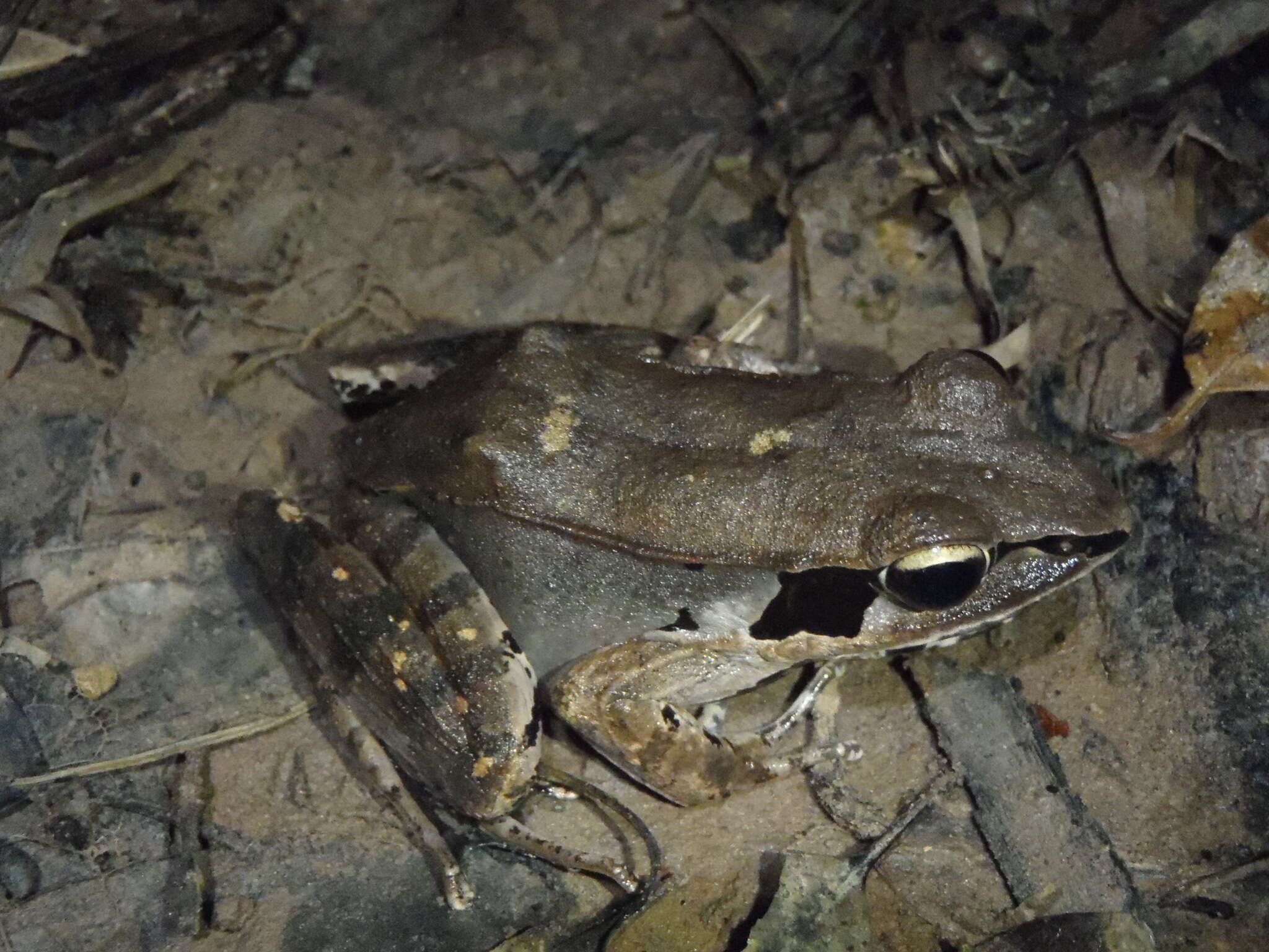 Image of Siam Frog; Black-eared Frog