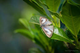 Imagem de <i>Tajuria maculatus</i>