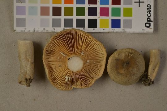539.nobas dsc 0648 1410632840 jpg.580x360