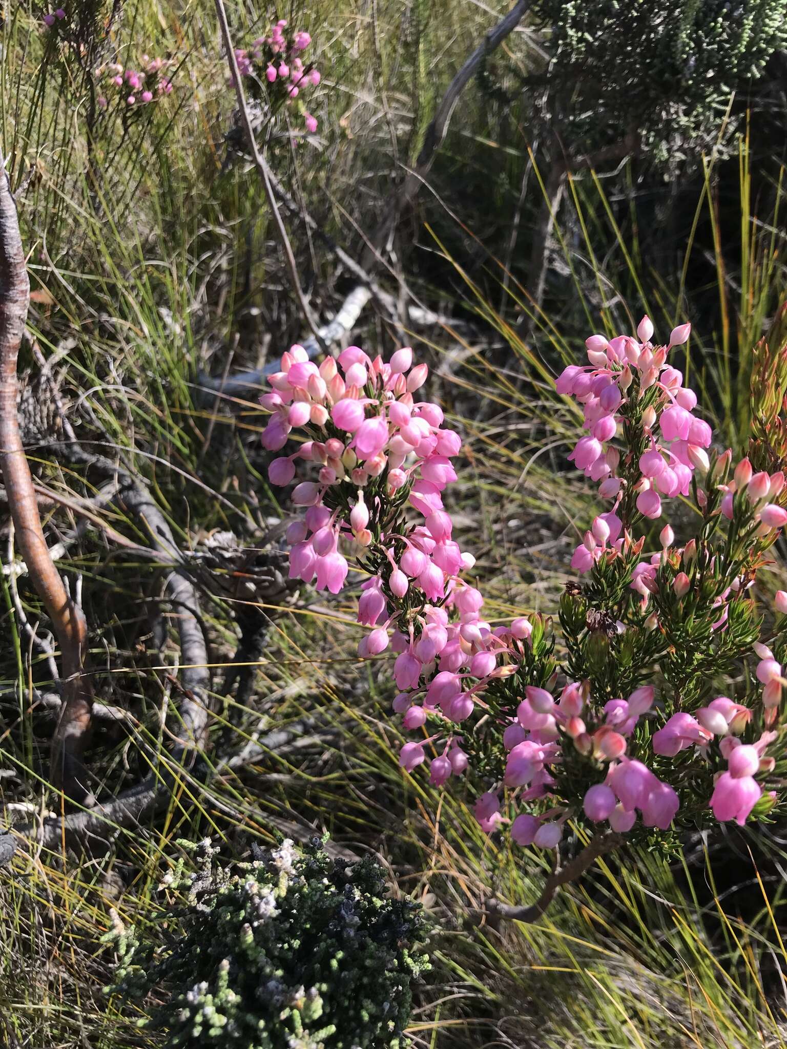 Image of Erica holosericea var. holosericea