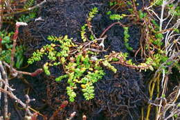 Plancia ëd Wilsonia rotundifolia Hook.