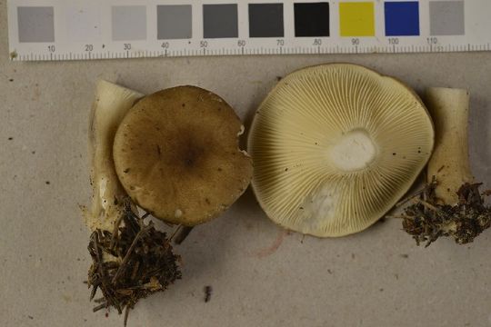 Image of Club-foot Clitocybe