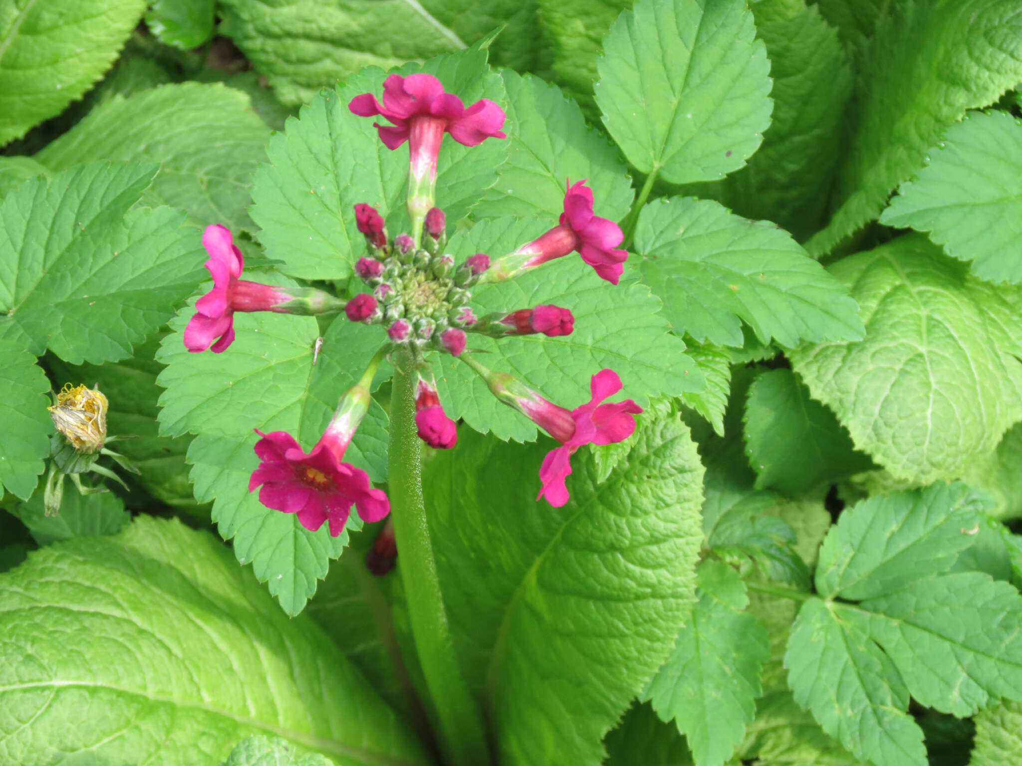 Primula japonica A. Gray resmi