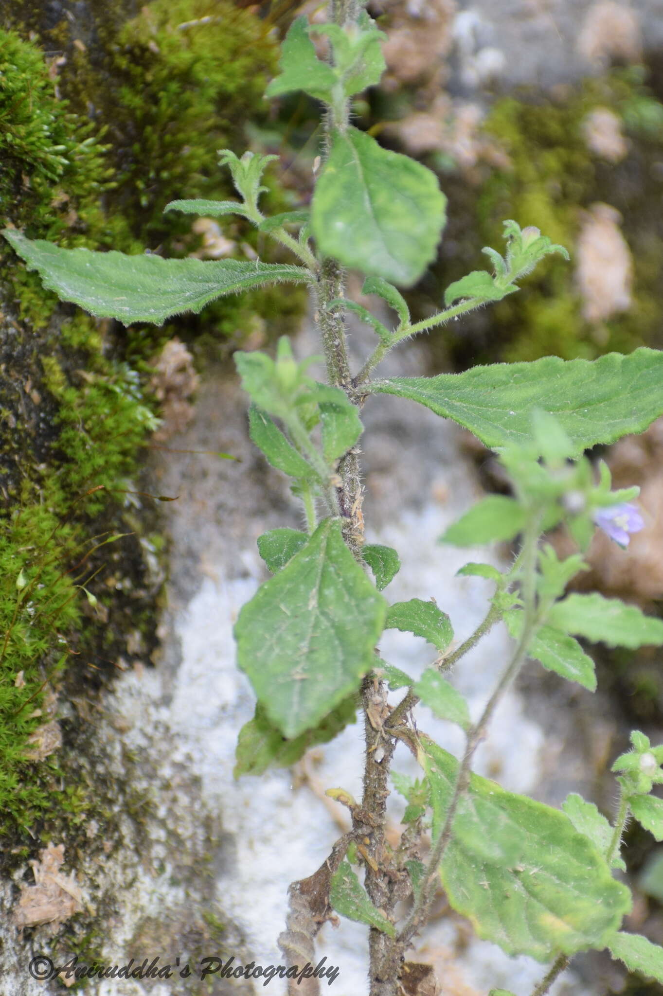 Imagem de Campanula pallida Wall.