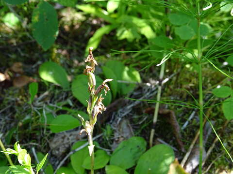 Plancia ëd Galearis rotundifolia f. lineata