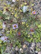 صورة Symphyotrichum yukonense (Cronq.) G. L. Nesom