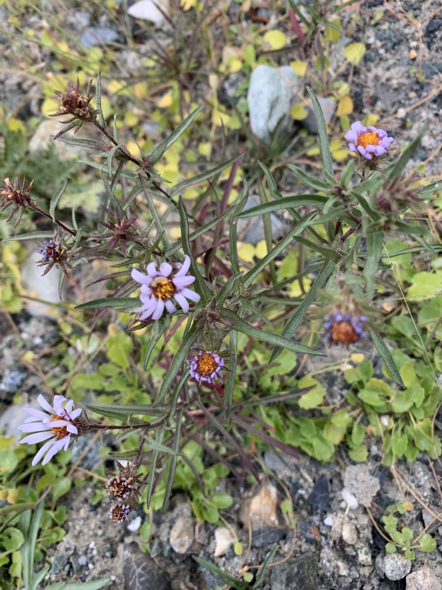 Image of Yukon aster