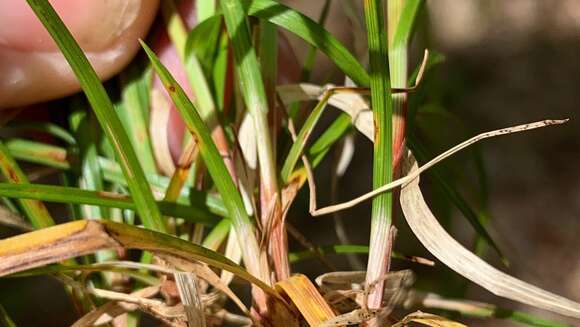 Image of Peck's sedge