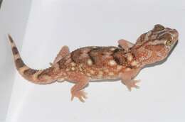 Image of Common Giant Ground Gecko
