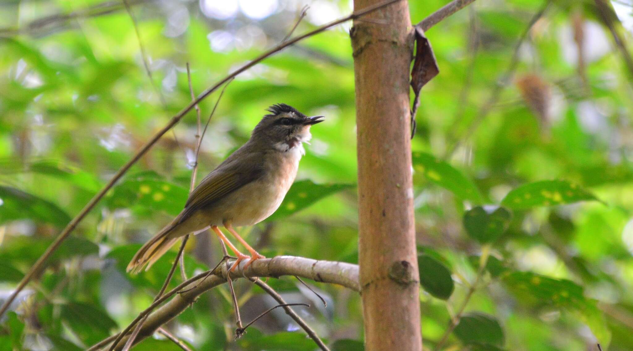 Image of Riverbank Warbler