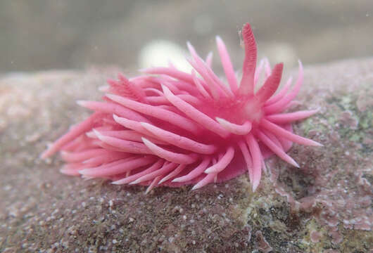 Image of Okenia rosacea (MacFarland 1905)