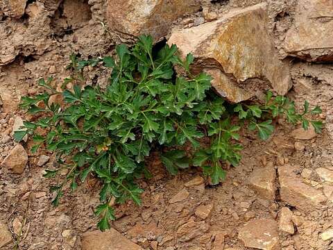 Image of Xanthosia atkinsoniana F. Müll.