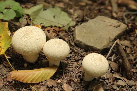 Image of common puffball