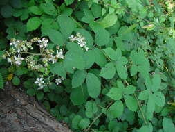 صورة Rubus bartonii Newton