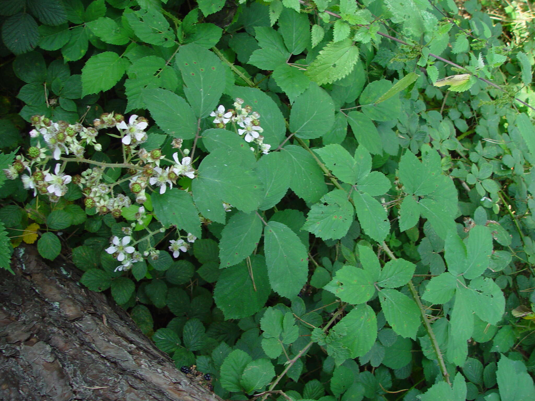 Sivun Rubus bartonii Newton kuva