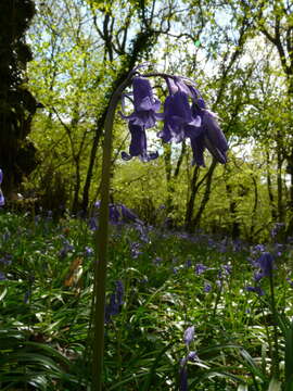 Image de jacinthe des bois