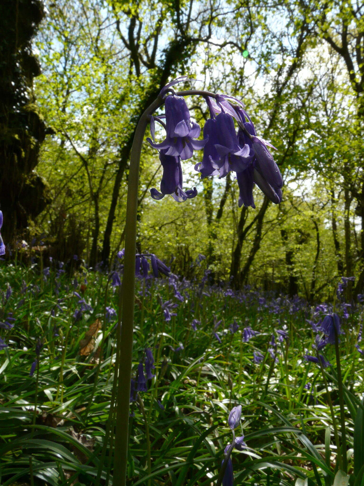 Image of Common Bluebell