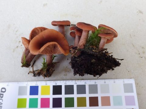 539.nobas my1 0574 1408458230 jpg.580x360
