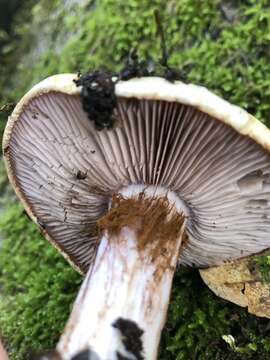 Image of Cortinarius perplexus Bojantchev, Ammirati & Siegel 2015