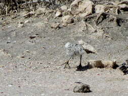 Image of Chestnut-banded Plover