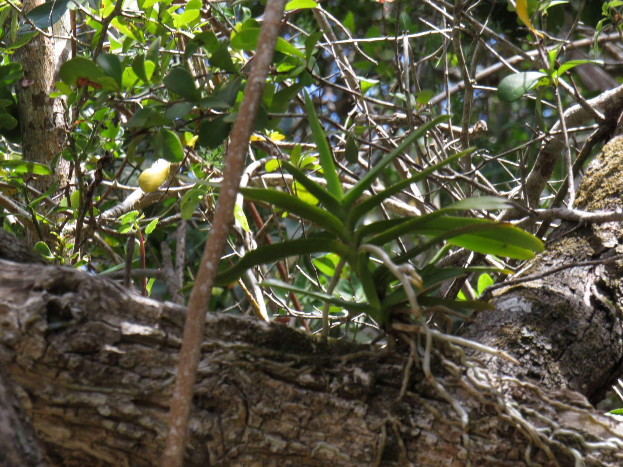 Image of Cyrtorchis arcuata (Lindl.) Schltr.